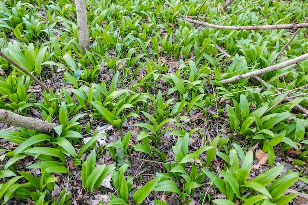 Ail sauvage savoureux frais dans une forêt pendant la randonnée au printemps