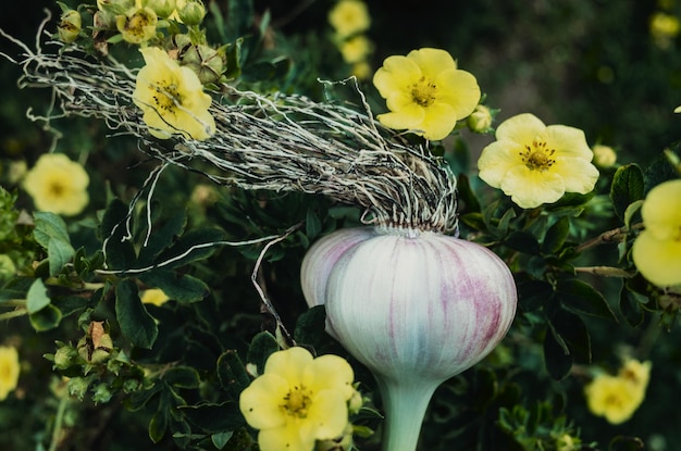 Ail sous la forme d'une tête humaine aux cheveux longs Coiffure élégante à la mode Concept pour bannière publicitaire de salon de coiffure ou d'aliments sains à la mode