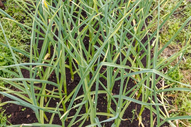 Ail vert dans le jardin