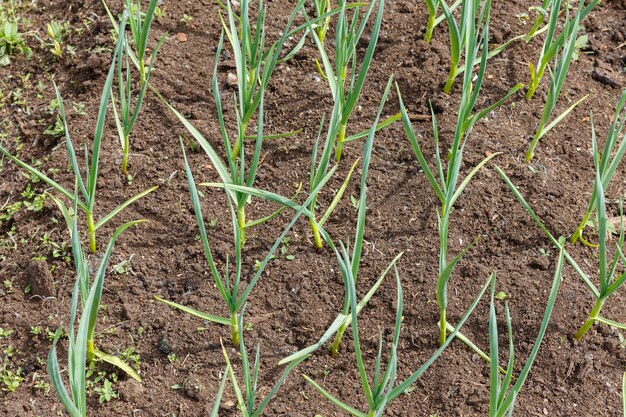 Ail vert dans le jardin