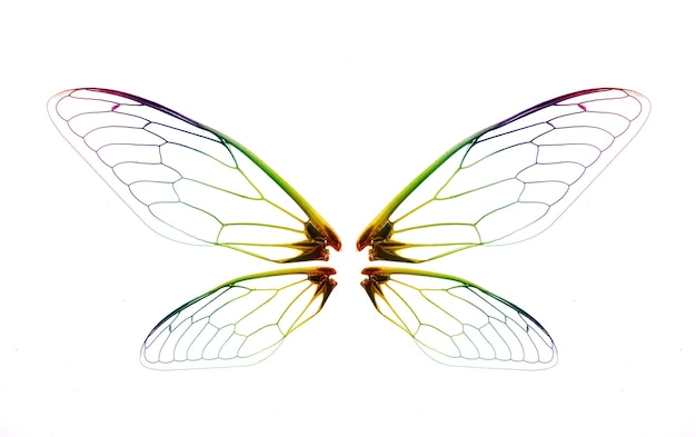 Photo aile de cigale insecte isolé sur fond blanc
