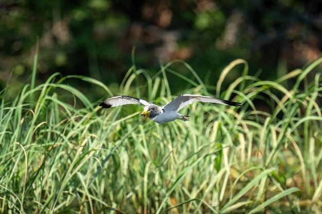 Photo l'aile de cou de l'aigle africain passe devant l'herbe haute