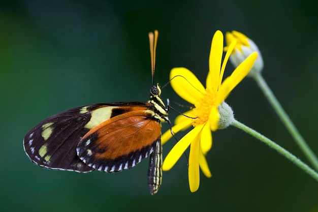 L'aile longue du tigre Heliconius hecale zuleiki