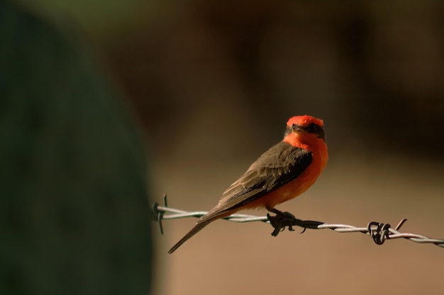 Aile de rouge-gorge