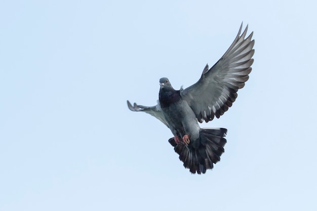 aile supérieure de l&#39;oiseau de pigeon voyageur flottant en volant milieu de l&#39;air