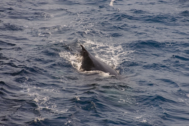 Aileron de baleine à bosse