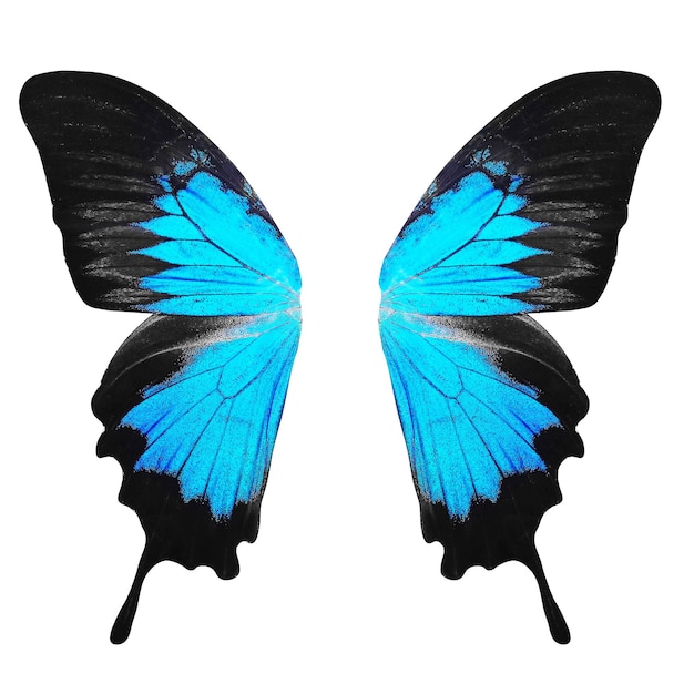 Ailes bleues d'un papillon tropical. isolé sur fond blanc