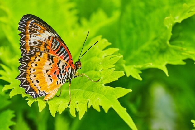 Ailes fermées du papillon chrysope rouge sur les feuilles vertes