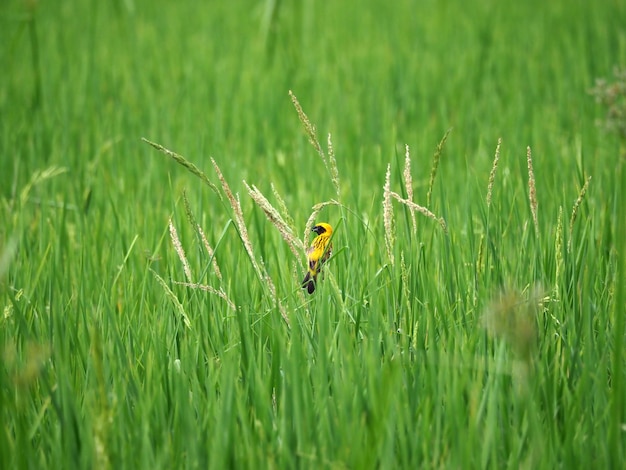 Ailes D'oiseaux Asiatiques Golden Weaver