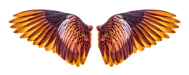 Photo ailes d'oiseaux isolés sur blanc