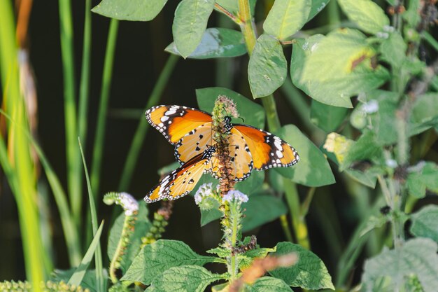 Photo des ailes de papillon vibrantes dans le jardin de la nature un insecte délicat et battant a été capturé en gros plan