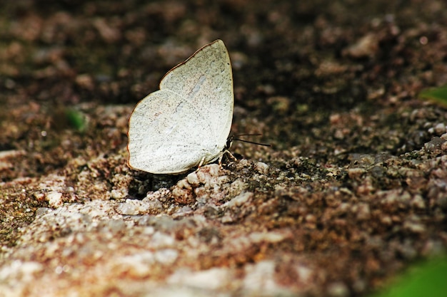 Ailes de papillons