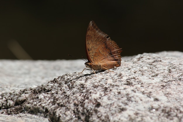 Ailes de papillons