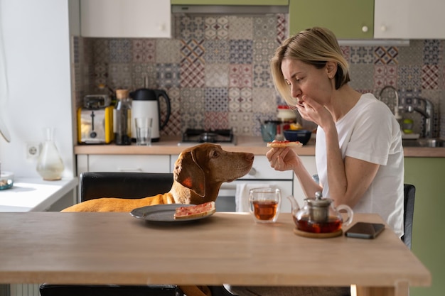 Aimer le chien Vizsla regarde la femme propriétaire et veut manger un sandwich à la table de la cuisine