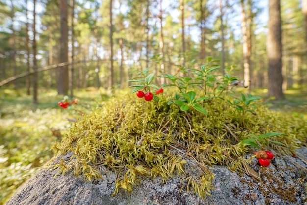 L'airelle rouge pousse dans la forêt Fond naturel vert