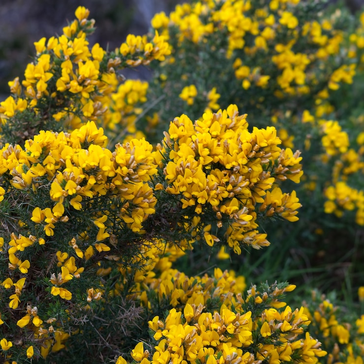 L'ajonc commun (Ulex europaeus)