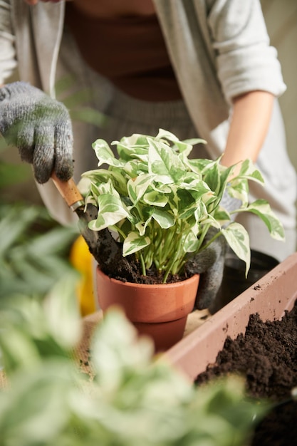 Ajouter de la terre fertile dans le pot