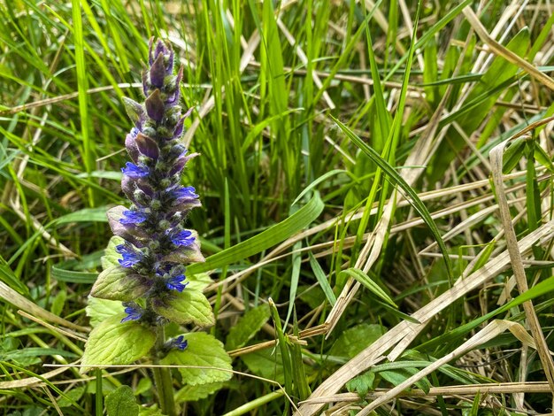 Ajuga ciliata dans la forêt au printemps