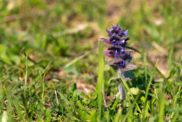 Ajuga pyramidalis, clairon pyramidal. Plante sauvage au printemps