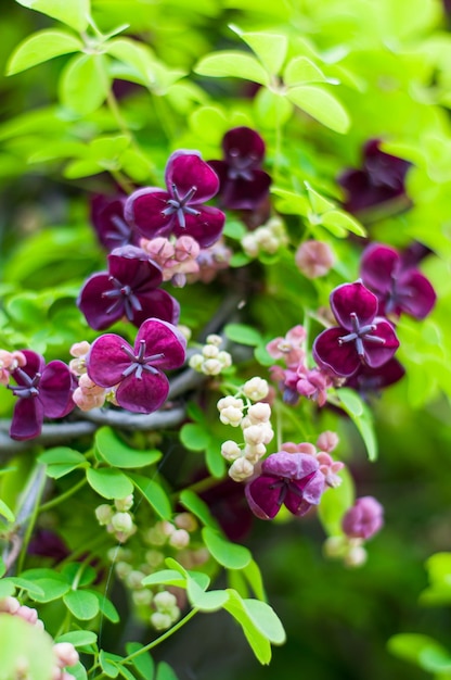 Akebia quinata darkpurple fleurs avec arrière-plan flou