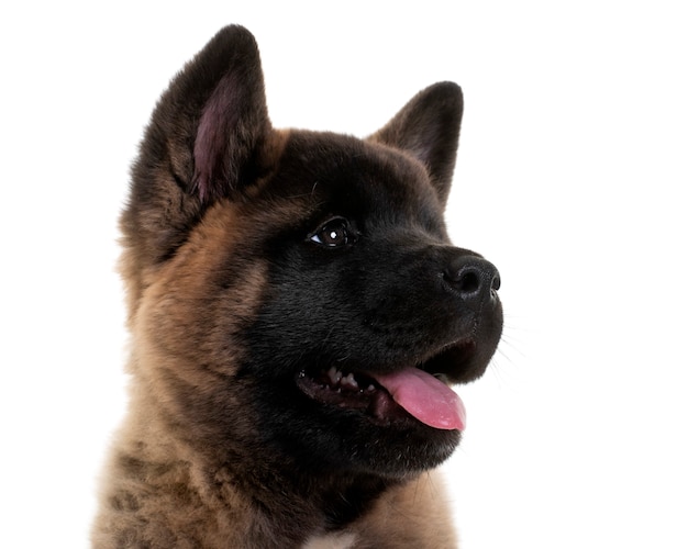 Akita américain devant fond blanc