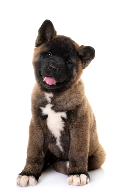 Akita américain devant fond blanc