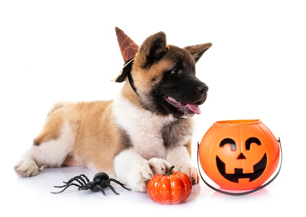 Akita américain et halloween