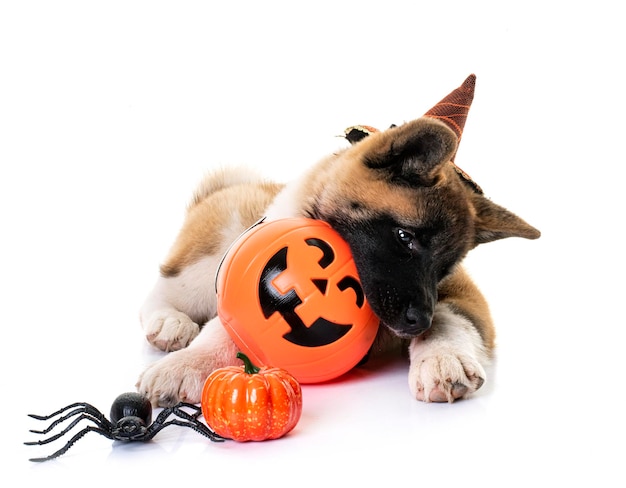 Akita américain et halloween