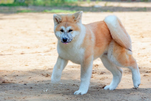 Akita Inu ou chien Akita japonais en promenade