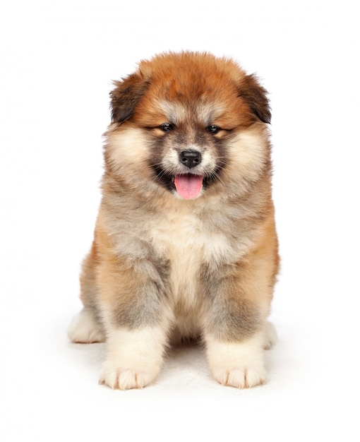 Akita Inu chiot