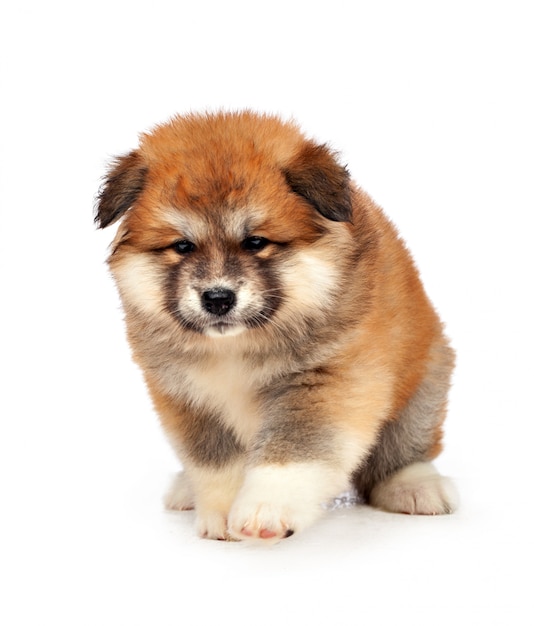 Akita Inu chiot