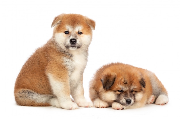 Akita Inu chiot