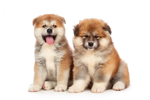 Akita Inu chiot