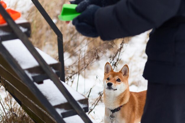 Akita inu dans le parc d'hiver