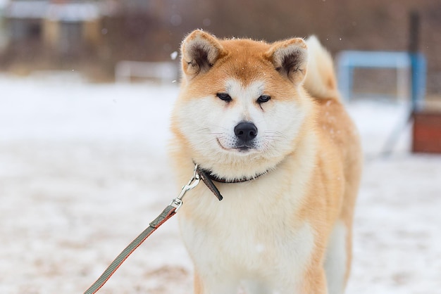 Akita inu dans le parc d'hiver