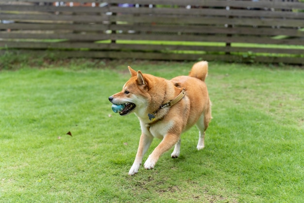 Akita Inu en promenade Le beau chien akita est debout dans la nature dans le parc en jouant