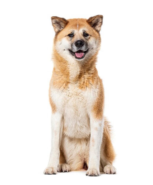 Akita Inu soufflant la langue isolé sur le blanc