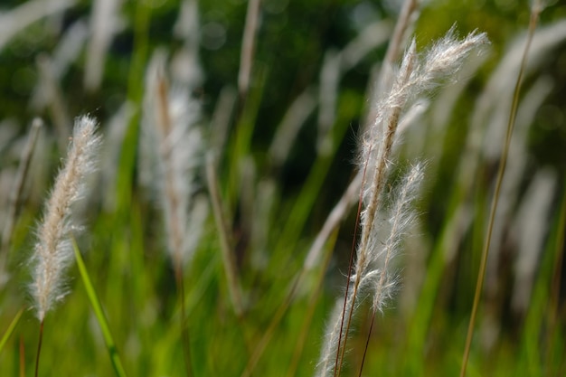 Photo alangalang ou mauvaises herbes sont un type d'herbe avec des feuilles pointues qui devient souvent une mauvaise herbe