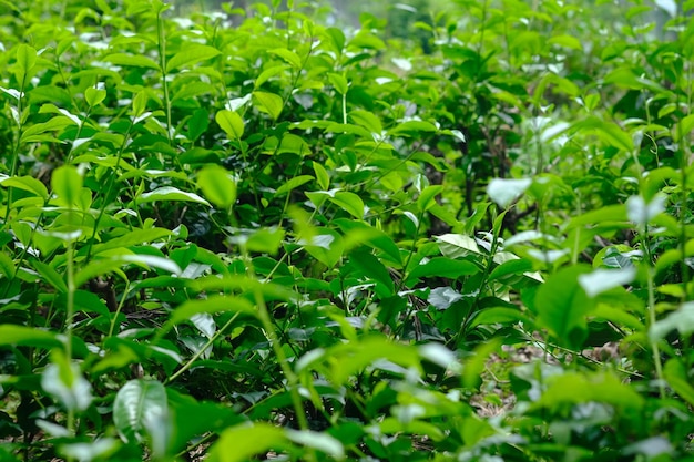 Photo alangalang ou mauvaises herbes sont un type d'herbe avec des feuilles pointues qui devient souvent une mauvaise herbe