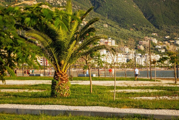 Albanie Vlora août 2023 Un grand palmier sur le rivage près des chalets pour les touristes.