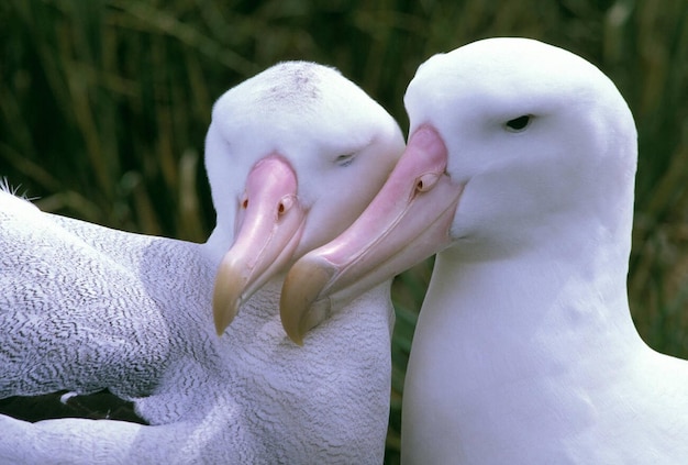 Photo albatros errant diomède exulans couple de reproduction île de prion géorgie du sud antarctique photo de fond