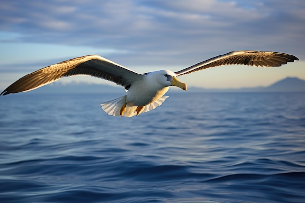 Un albatros planant au-dessus d'une étendue d'océan