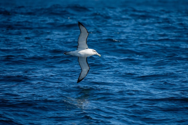 albatros timides et autres oiseaux de mer se nourrissant et volant au-dessus de l'océan au cap sud-ouest en Tasmanie, en Australie