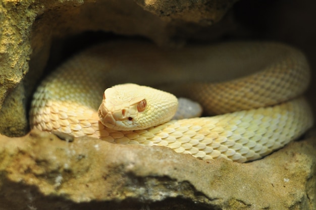 Albino adulte