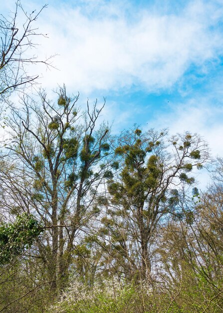 Album de visque sur les branches des arbres dans la forêt