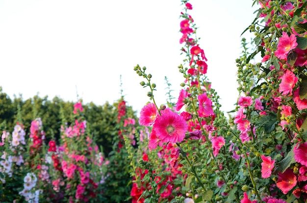 Alcea rosea ou rose trémière