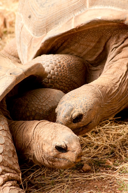 Photo aldabra giant tortoise