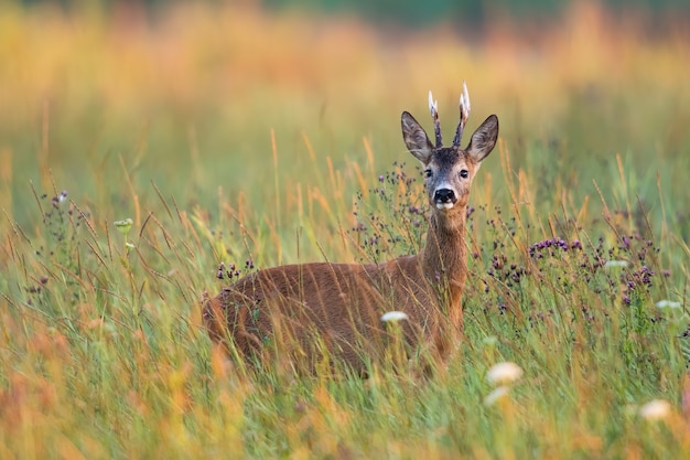 Alerte chevreuil buck debout dans les hautes herbes sur un pré dans la nature estivale