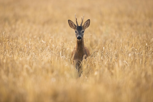 Alerter le chevreuil mâle en contact visuel avec la caméra dans la nature estivale