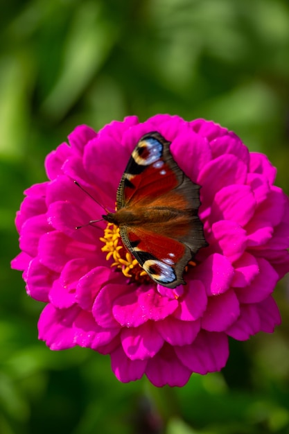 Algais io assis sur une fleur rose macro photographie Papillon paon sur une photo de jardin de zinnia rose